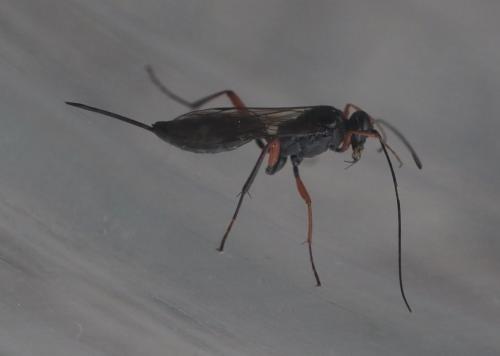 Réf. 245 129 : Cryptinae inconnu